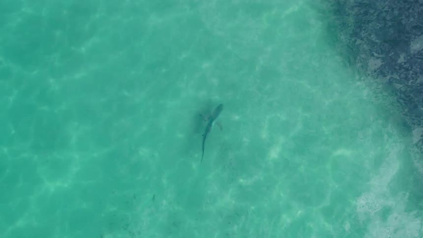 Aerial view of a shark swimming in shallow crystalclear water