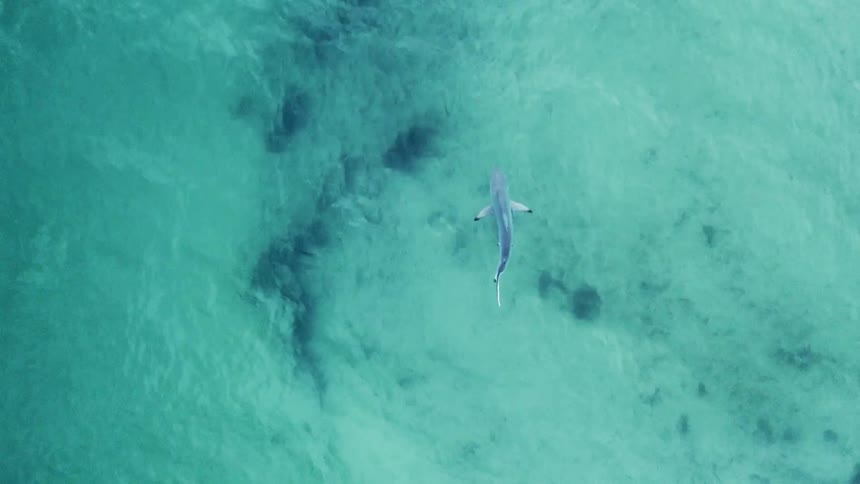 A shark swims in clear blue waters