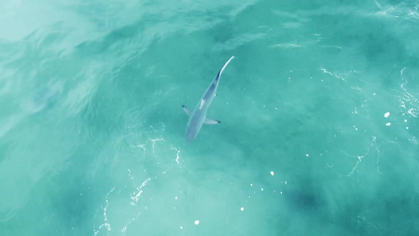 A small shark swims in the ocean