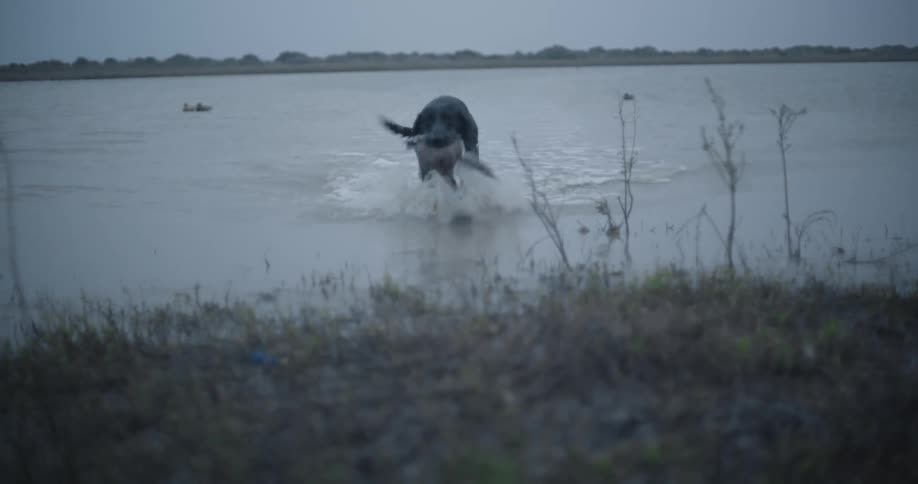 The dog runs in from the water with a bird in its mouth