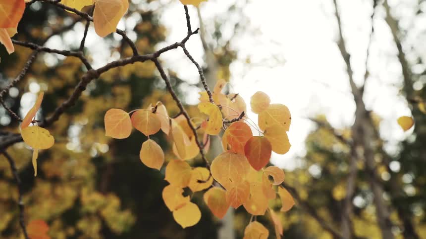 A closeup of a tree branch shows a cluster of goldenyellow leaves gently swaying in the breeze against a blurry backdrop of other trees and a bright sky