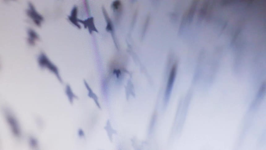 A flock of birds fly across a screen