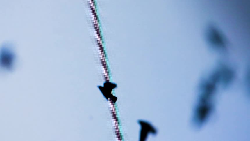 A flock of birds fly on a screen