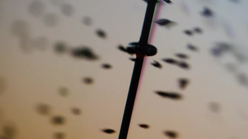 Birds flying seen through a screen