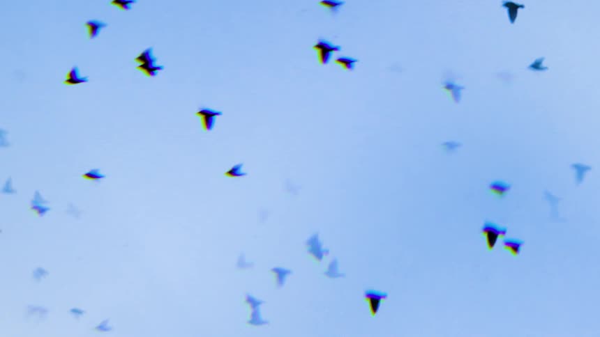 Large flock of birds flies through the pale blue sky