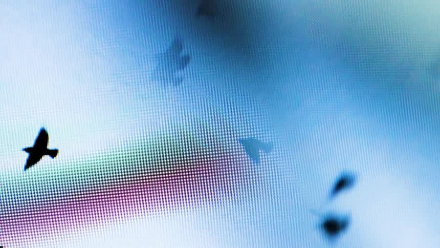 Refraction on Screen displaying black birds flying