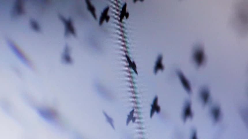The small black birds fly togeher