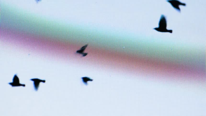 Three silhouetted birds fly across a pale sky with a faint rainbowlike arc