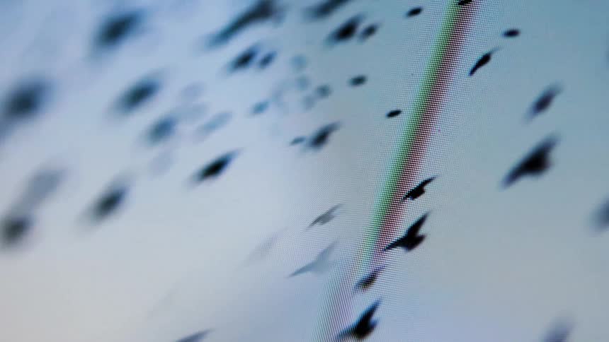 The black birds pass by fast