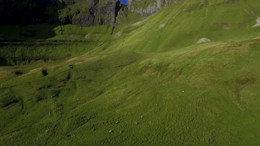 A small herd of animals runs on green hills