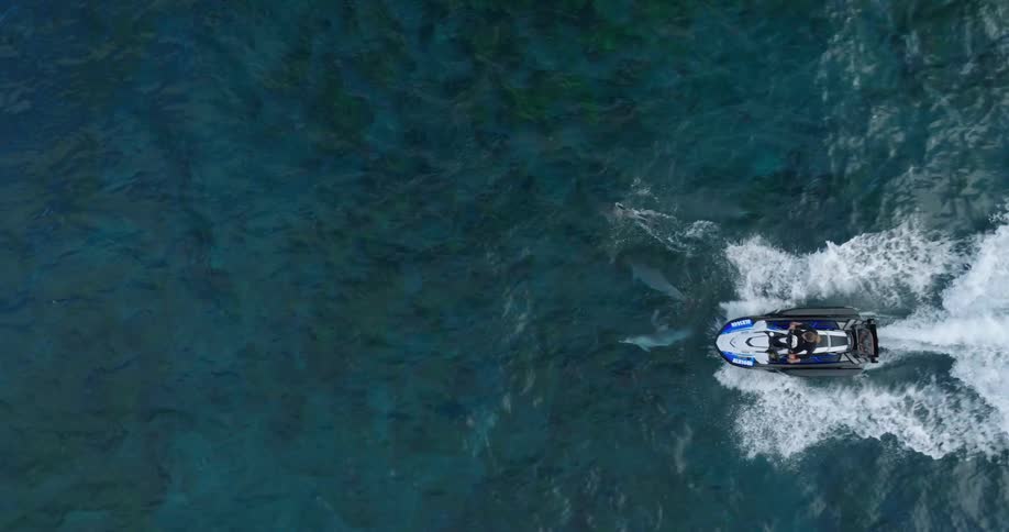 A person riding a jet ski with a dolphin swimming alongside him at midday in the ocean
