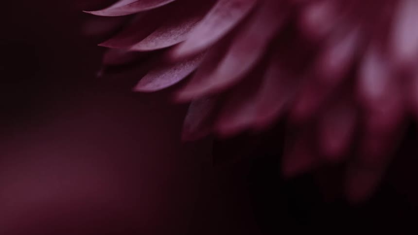 A close up of pink petals