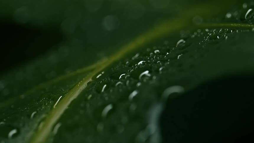A macro shot of a wet green leaf covered in a multitude of water droplets as light flys overheard