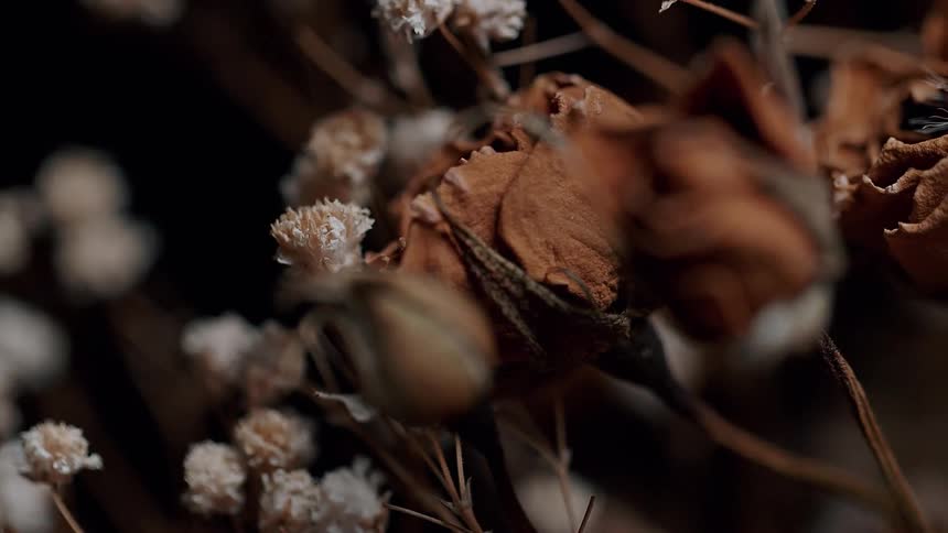 Several dried flowers