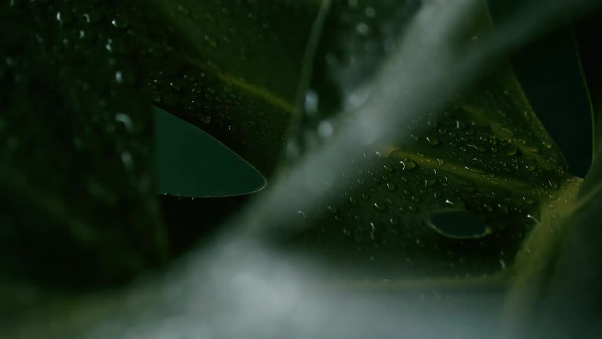 Water droplets on a leaf
