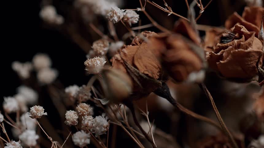 Some white and brown dried flowers