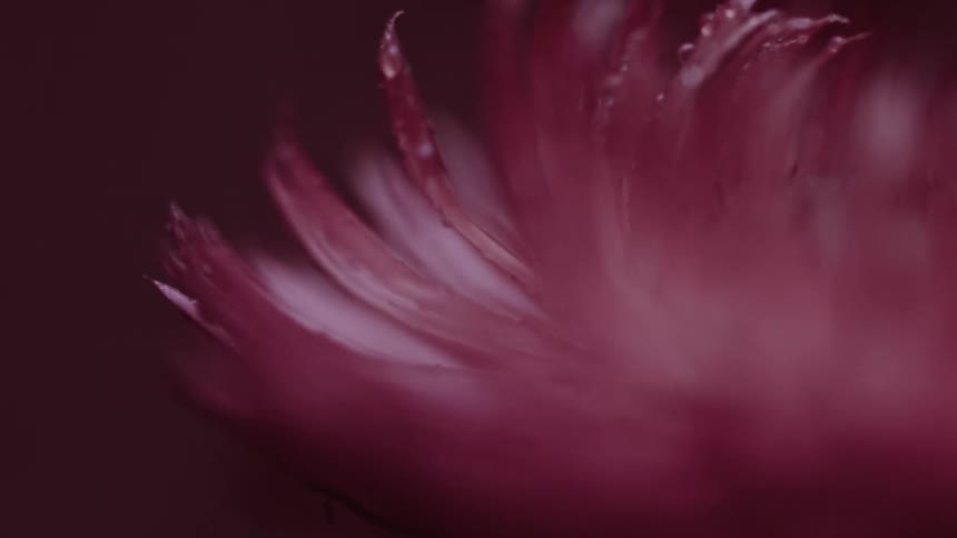 Water drops on pink petals