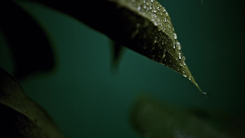 A dramatic closeup shows a water droplet suspended from the tip of a green leaf covered in moisture