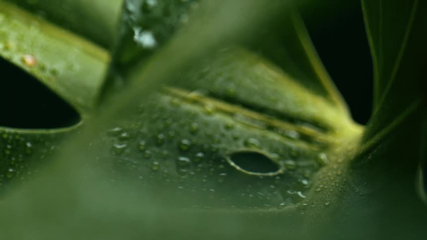 Water droplets on a leaf