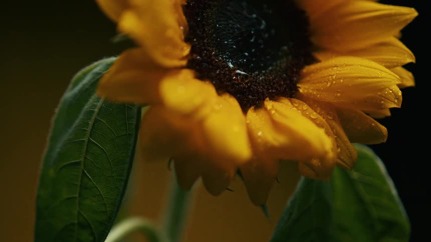 A close up of a sunflower