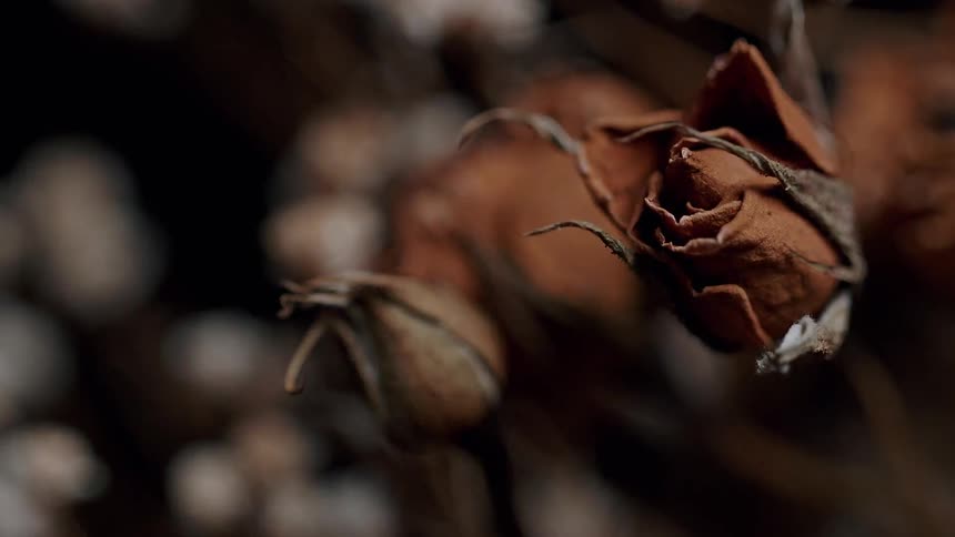 Some dried roses and buds