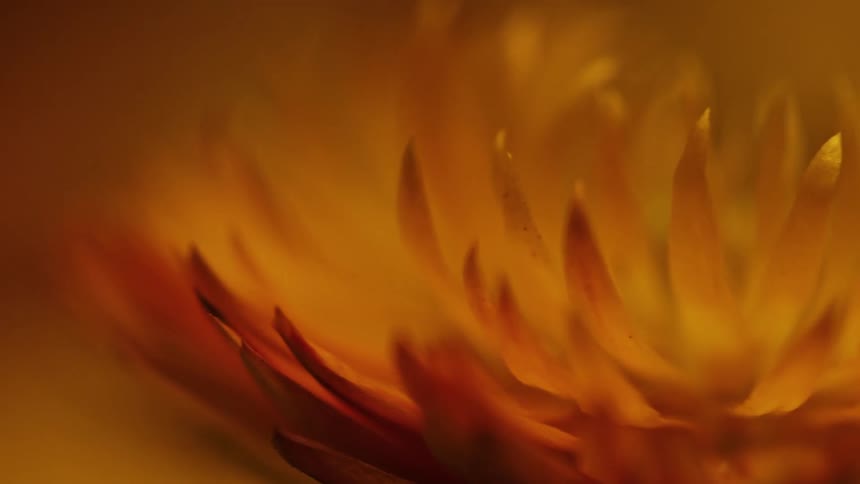 A close up of a yellow flower