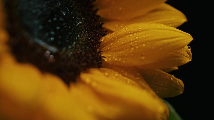 A close up of a sunflower