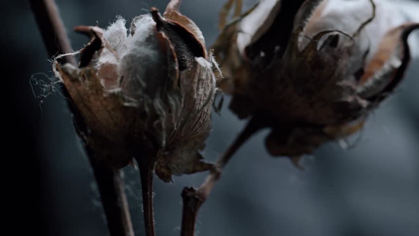 Closeup of dry cottony leaves