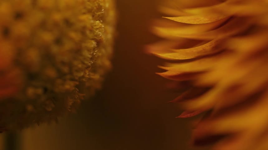 Sunflower blossoms under a warm light