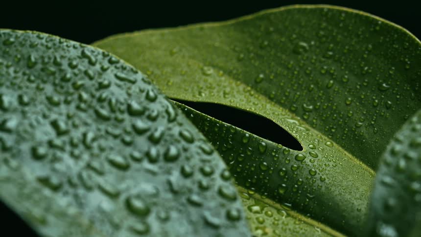 Water droplets on a leaf
