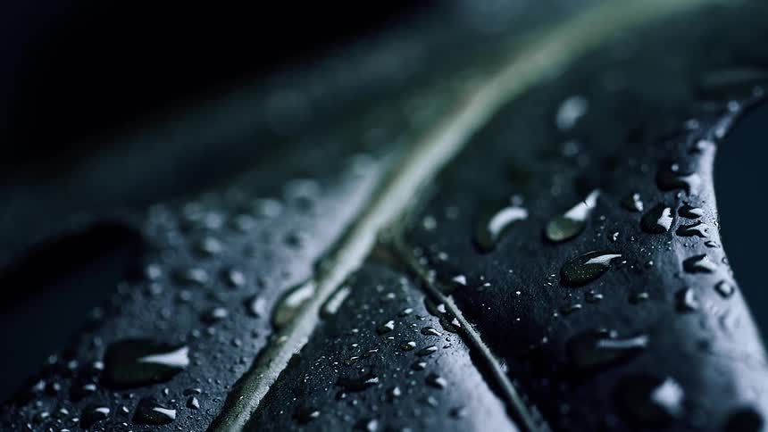 Green leaf with water droplets against a dark background