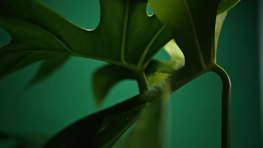 A large deep green plant leaf with a glossy surface is seen in a closeup slowly swaying against a dark green background