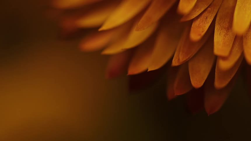 Closeup of flower petals in warm light