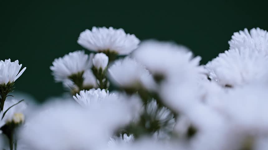 A group of white flowers