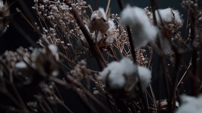 Dried flower with cotton against a dark background