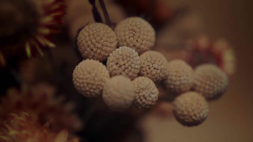 Closeup of a flower with buds