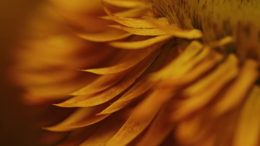 A close up of a yellow flower