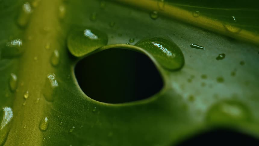 Water droplets on a leaf