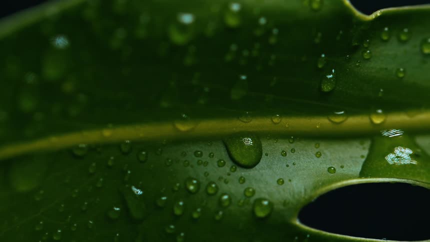 Water droplets on a leaf