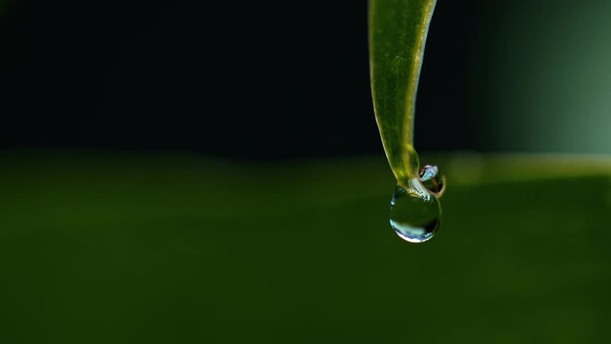 Dewdrop hanging from the tip of a green leaf