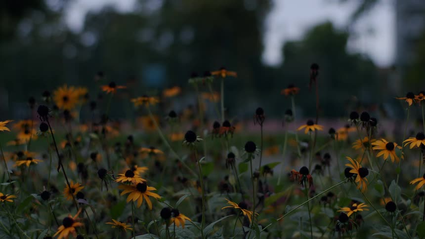 A field of daisy flowers in low evening light