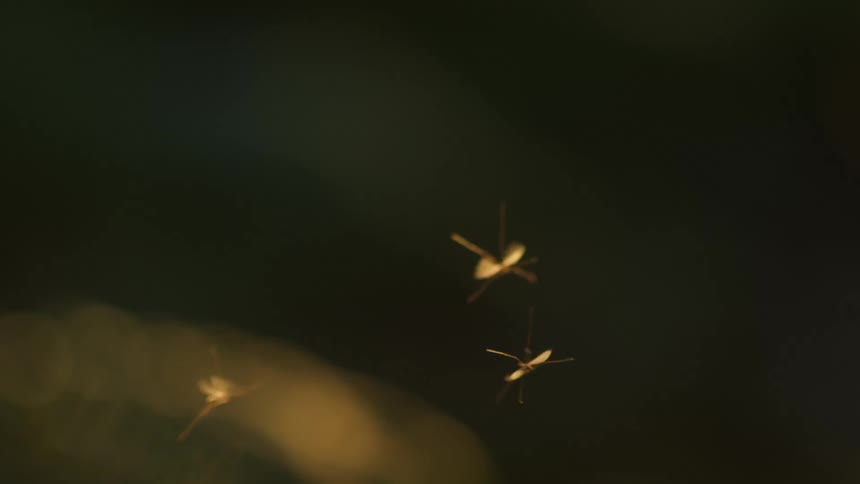 A few bugs flying around