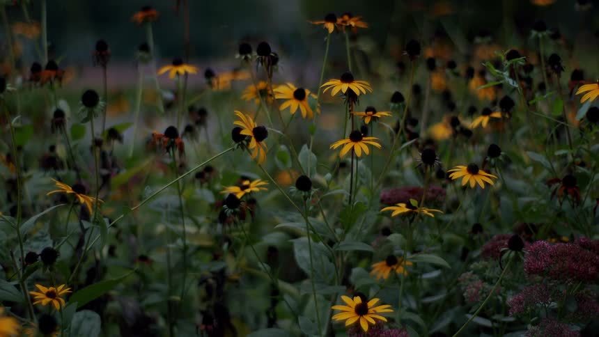 A field of daisy flowers