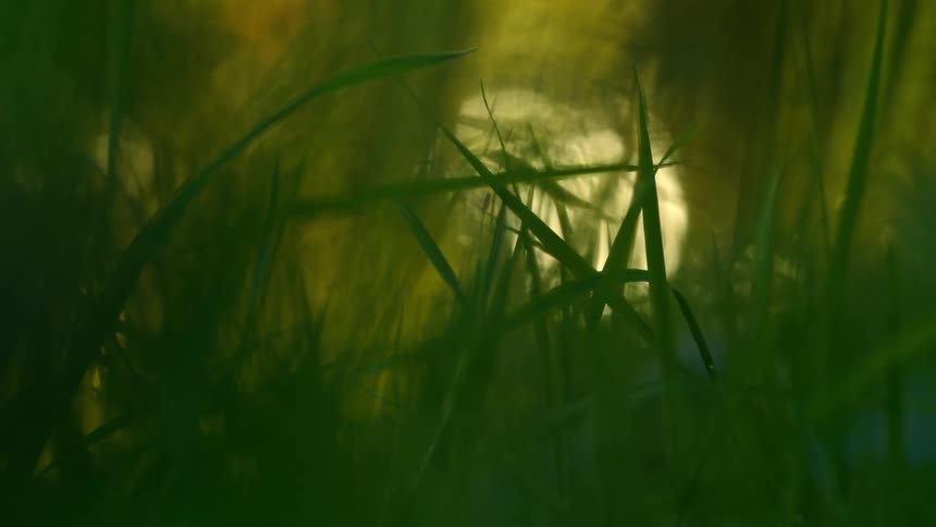 Sunshine filters onto grass