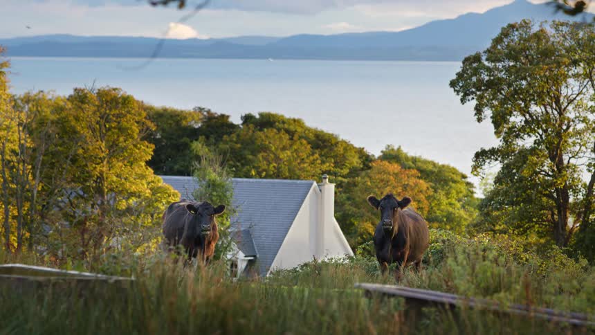 Two large black cows are standing in a grassy field with a white house and a line of green and golden trees in the background as a large body of water and mountains stretch across the horizon