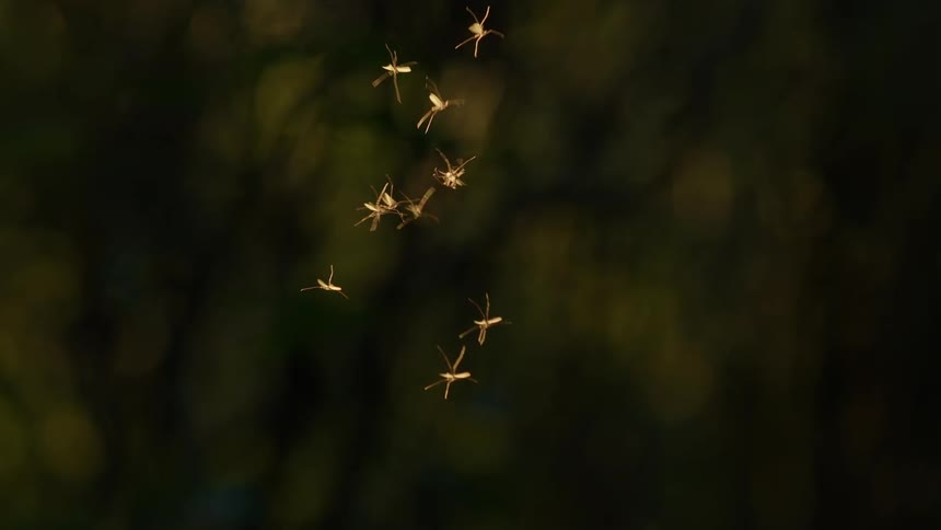 A large swarm of crane flies with long dangling legs is shown hovering in the air against a blurry dark green background