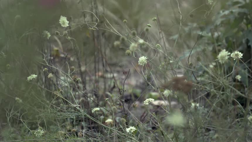 An area covered in grass with flowers blooming from the plants at midday