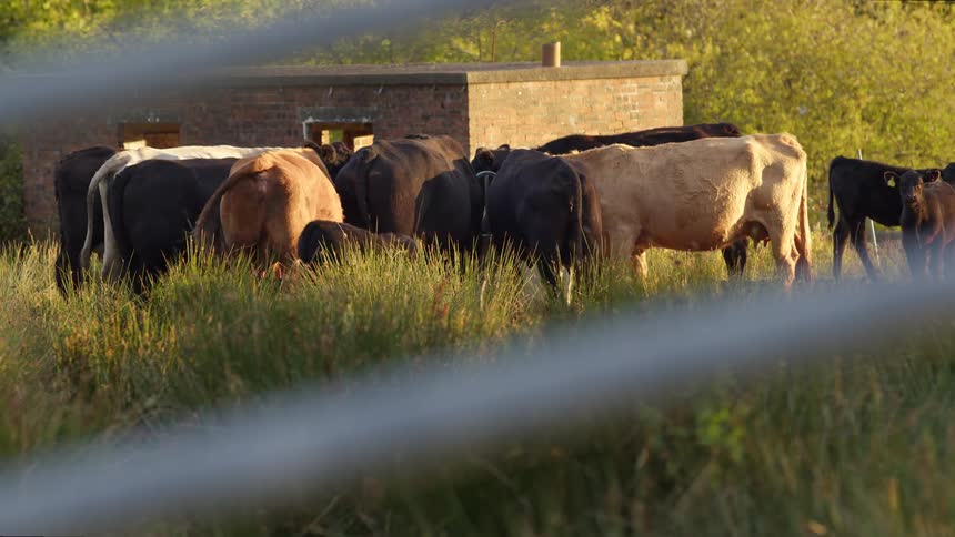 A herd of variedcolored cows grazes in a sunlit grassy field with a brick building and trees in the background viewed through a blurred foreground fence