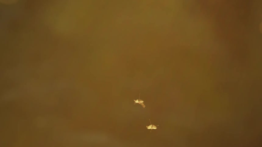 A couple bugs fly around. Crane flies hoping to mate