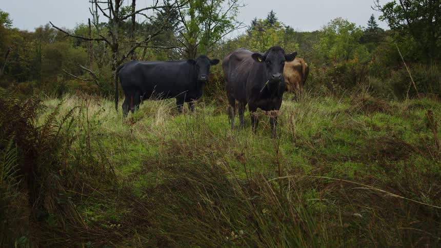 Three cows are seen standing and grazing in a lush green field surrounded by natural foliage on an overcast day